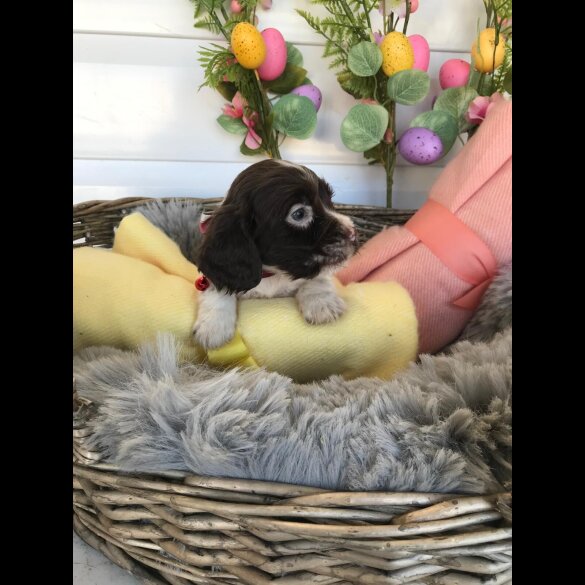 Cocker Spaniel (Working &amp; Show) - Both