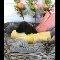 Cocker Spaniel (Working &amp; Show) - Both