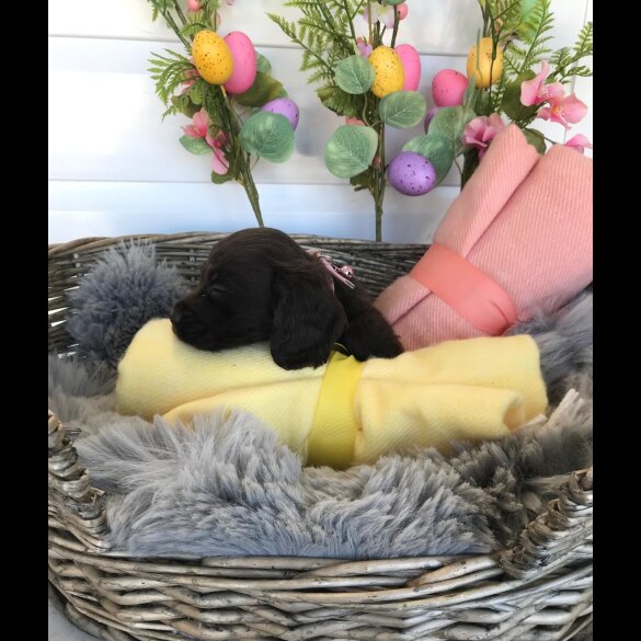 Cocker Spaniel (Working &amp; Show) - Both