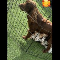 Cocker Spaniel (Working &amp; Show) - Both