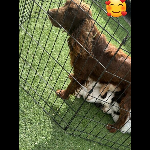 Cocker Spaniel (Working &amp; Show) - Both