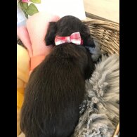 Cocker Spaniel (Working &amp; Show) - Both