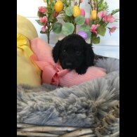 Cocker Spaniel (Working &amp; Show) - Both