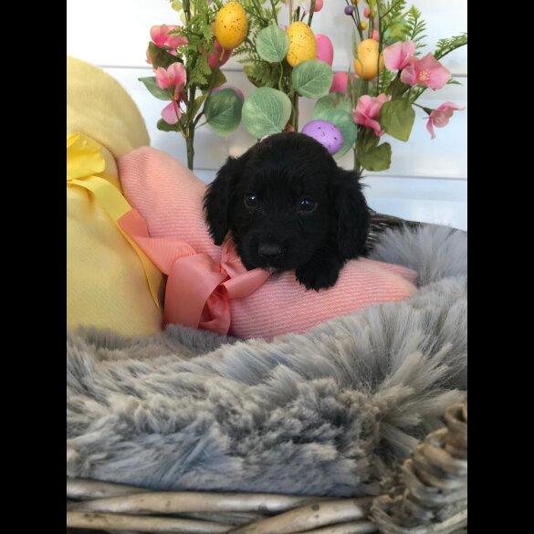 Cocker Spaniel (Working &amp; Show) - Both
