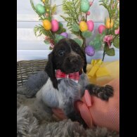Cocker Spaniel (Working &amp; Show) - Both