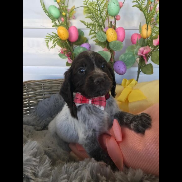 Cocker Spaniel (Working &amp; Show) - Both
