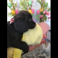 Cocker Spaniel (Working &amp; Show) - Both