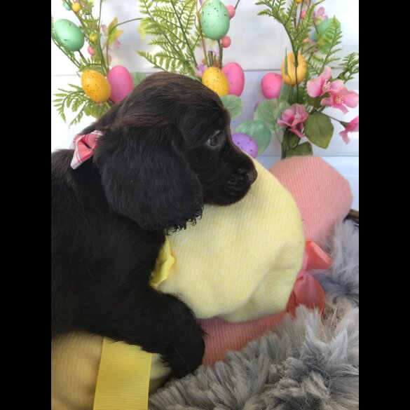 Cocker Spaniel (Working &amp; Show) - Both