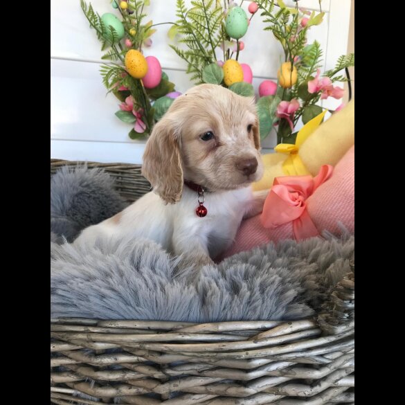 Cocker Spaniel (Working &amp; Show) - Both