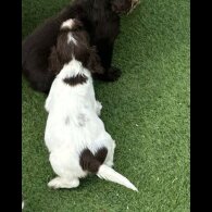 Cocker Spaniel (Working &amp; Show) - Both