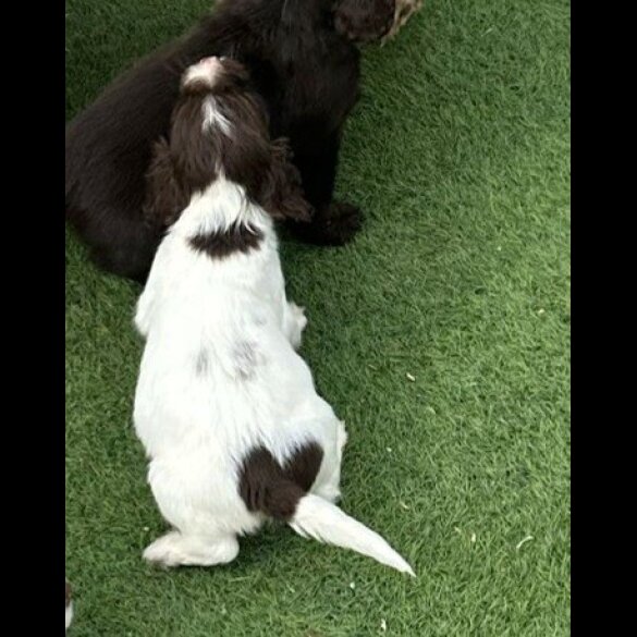 Cocker Spaniel (Working &amp; Show) - Both