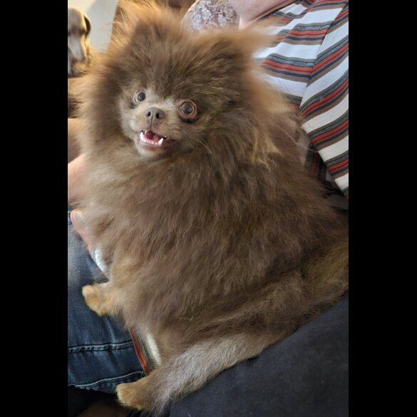 Pomeranian