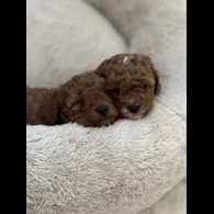 Cavapoo - Both