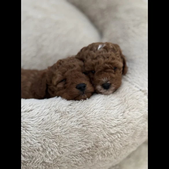 Cavapoo - Both