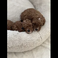 Cavapoo - Both