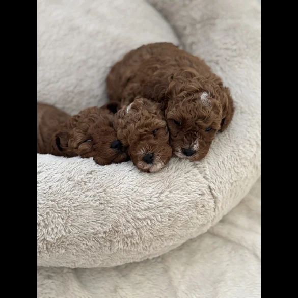 Cavapoo - Both