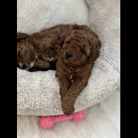 Cavapoo - Both