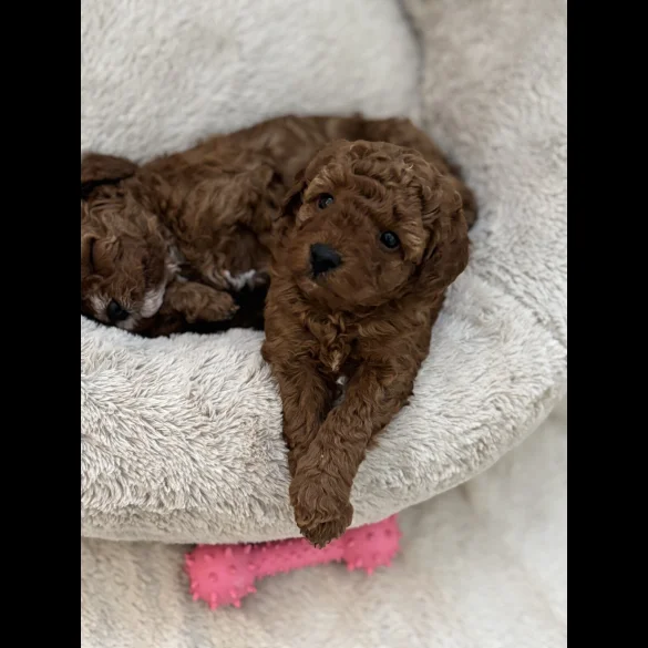 Cavapoo - Both