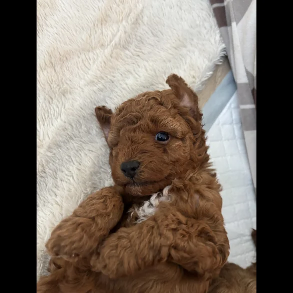Cavapoo - Both
