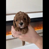 Cavapoo - Both