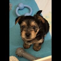 Yorkshire Terrier - Bitches