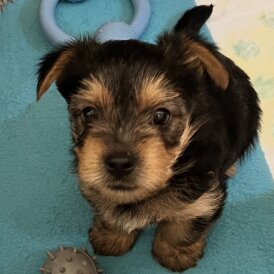 Yorkshire Terrier - Bitches