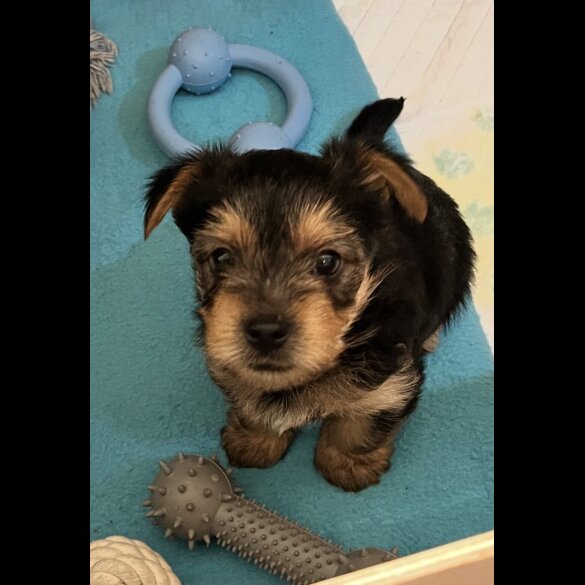 Yorkshire Terrier - Bitches