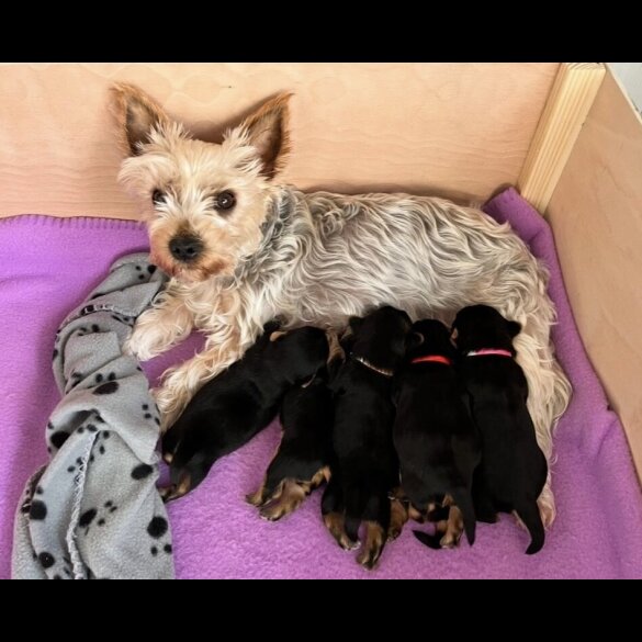 Yorkshire Terrier - Bitches