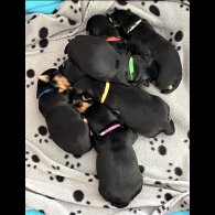 Yorkshire Terrier - Bitches