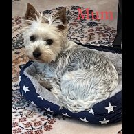 Yorkshire Terrier - Bitches