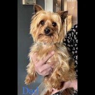 Yorkshire Terrier - Bitches