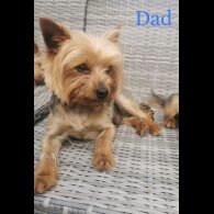 Yorkshire Terrier - Bitches