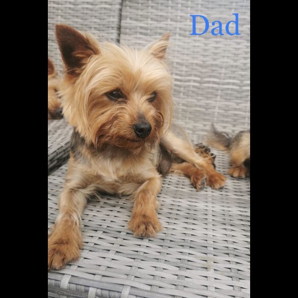 Yorkshire Terrier - Bitches