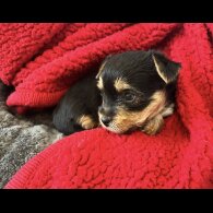 Yorkshire Terrier - Bitches