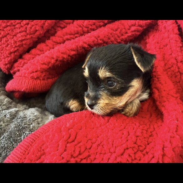 Yorkshire Terrier - Bitches