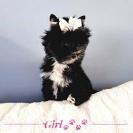 Yorkshire Terrier - Both