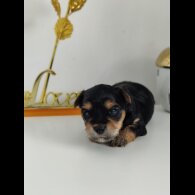 Yorkshire Terrier - Both
