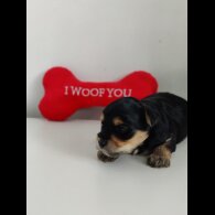 Yorkshire Terrier - Both