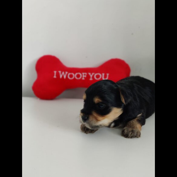 Yorkshire Terrier - Both