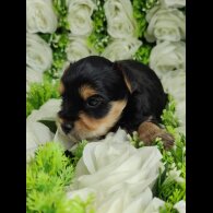 Yorkshire Terrier - Both