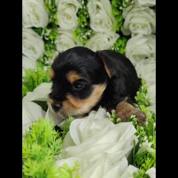 Yorkshire Terrier - Both