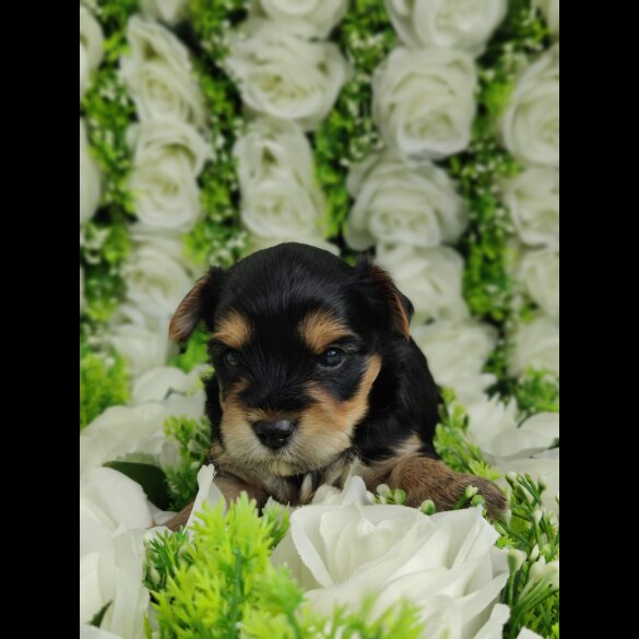Yorkshire Terrier - Both