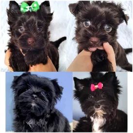Yorkshire Terrier - Both