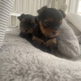Yorkshire Terrier - Both
