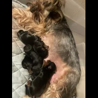 Yorkshire Terrier - Both