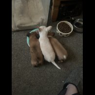 Chihuahua - Both