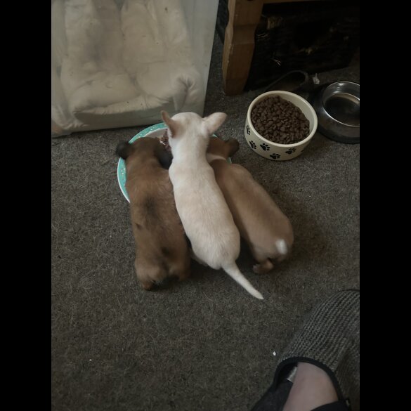 Chihuahua - Both