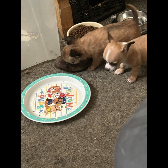 Chihuahua - Both