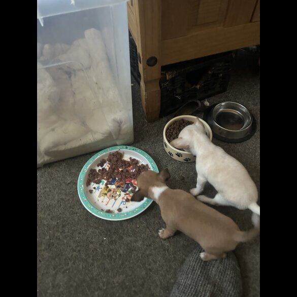 Chihuahua - Both