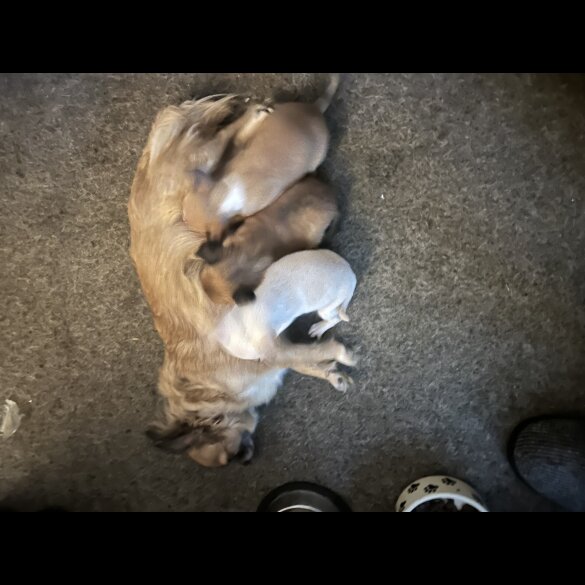 Chihuahua - Both